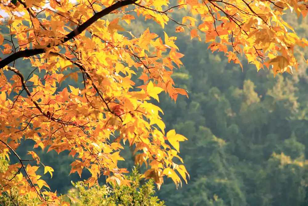 Autumn Season (September to November)