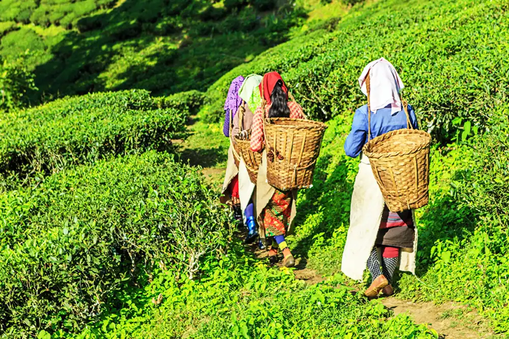 Darjeeling