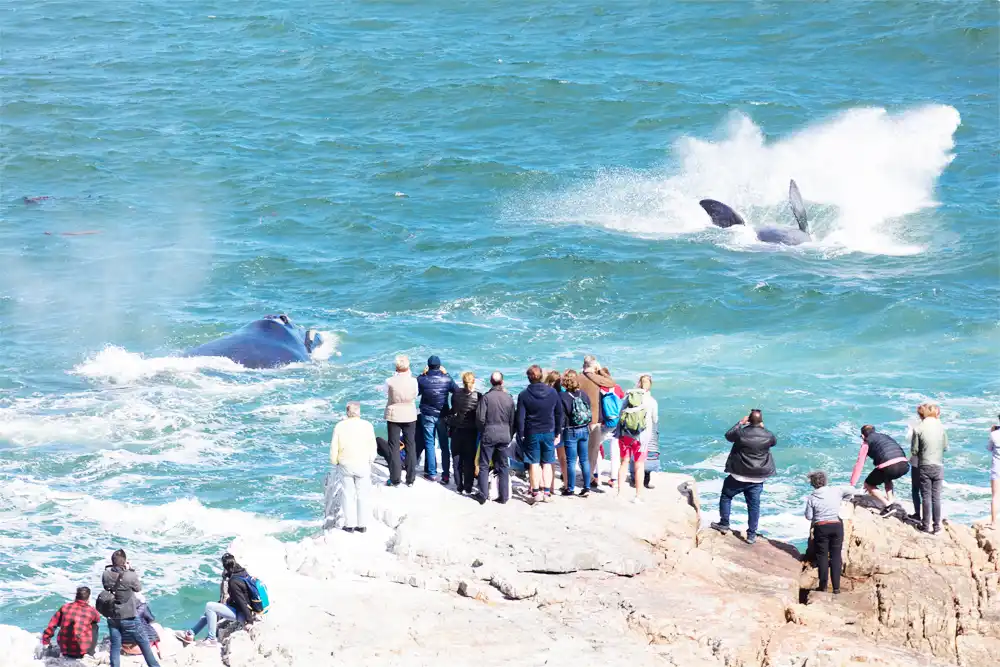 Go Dolphin and Whale Watching
