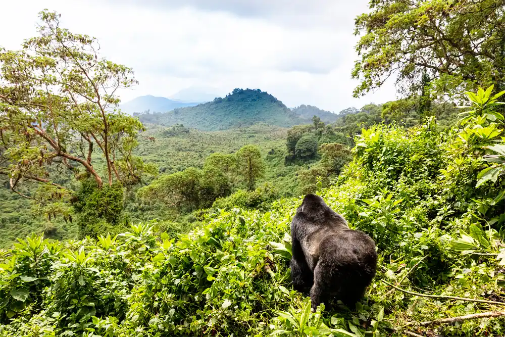 Explore Volcanoes National Park