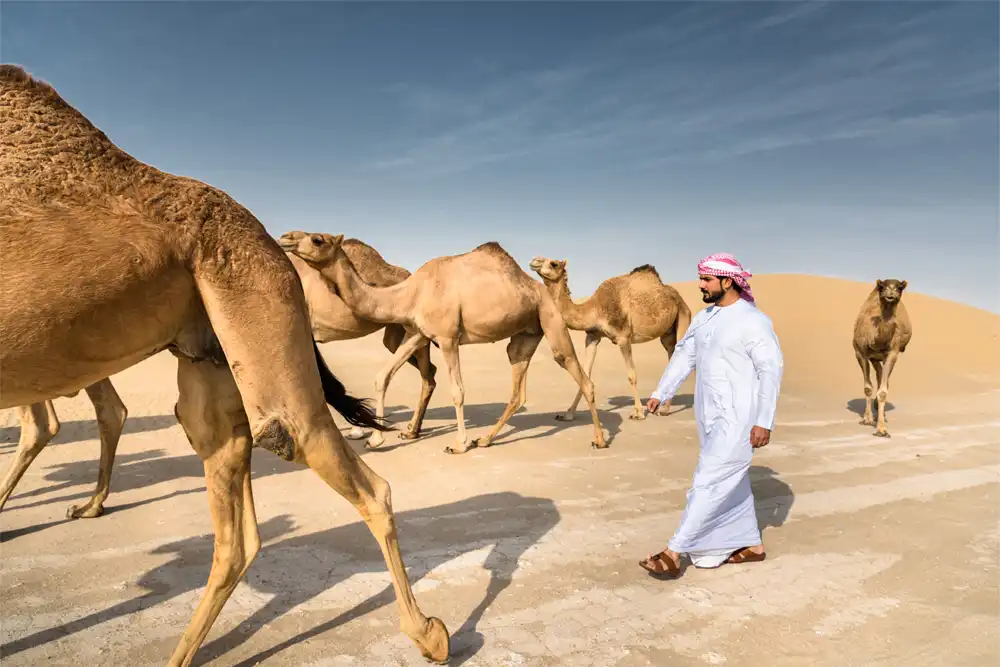 Immerse in Bedouin Culture