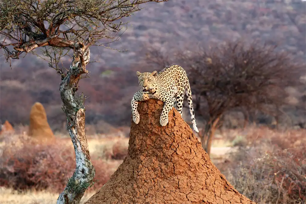 Namibia, South Africa