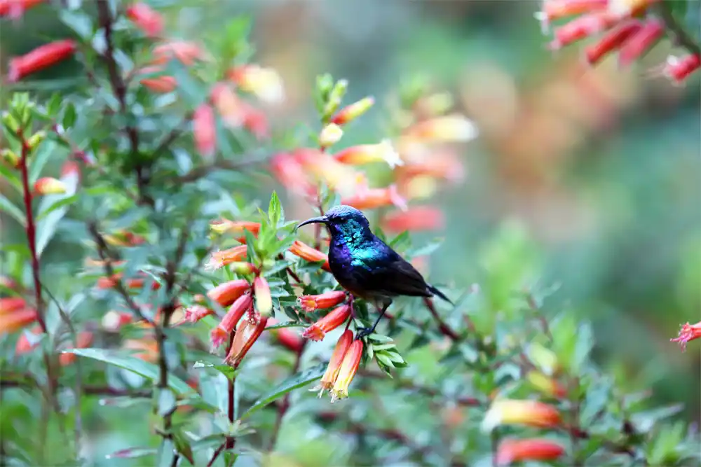 Set on a Canopy Walk in Nyungwe National Park