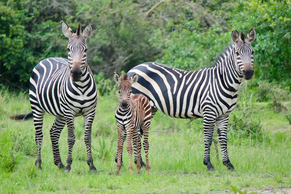 Spot the Big Five in Akagera National Park