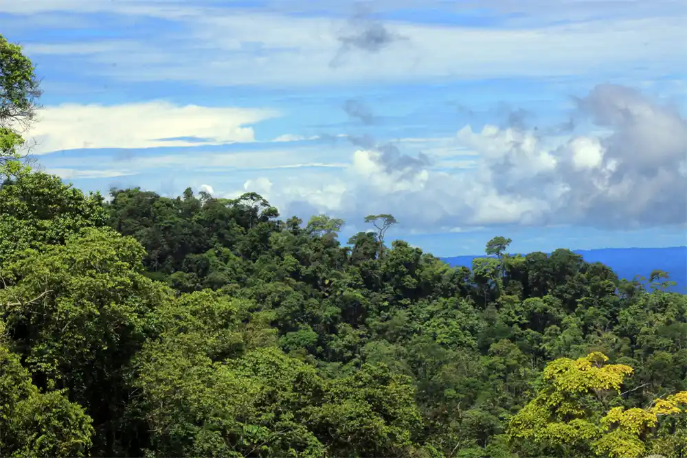 Stay Overnight at Gishwati-Mukura National Park